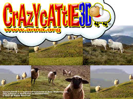Crazy Cattle 3D physics system